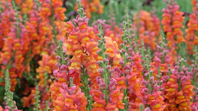 Pink and orange snapdragon flowers blooming in a garden