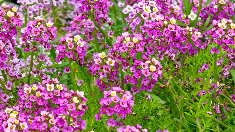 Pink and white flowers of sweet alyssum in bloom