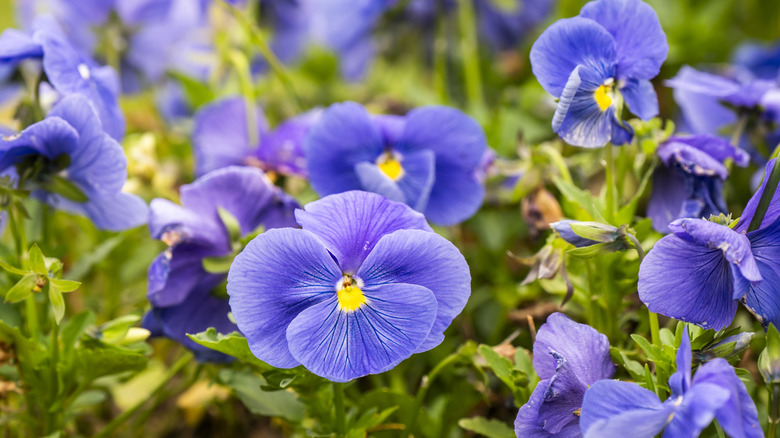 Lavender viola flowers blooming in a garden