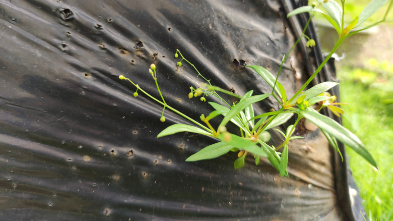 weeds growing through inexpensive landscaping fabric