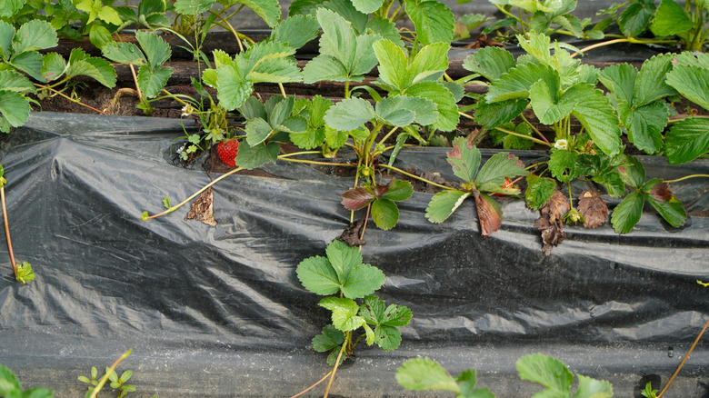 strawberry plants growing under black landscape fabric