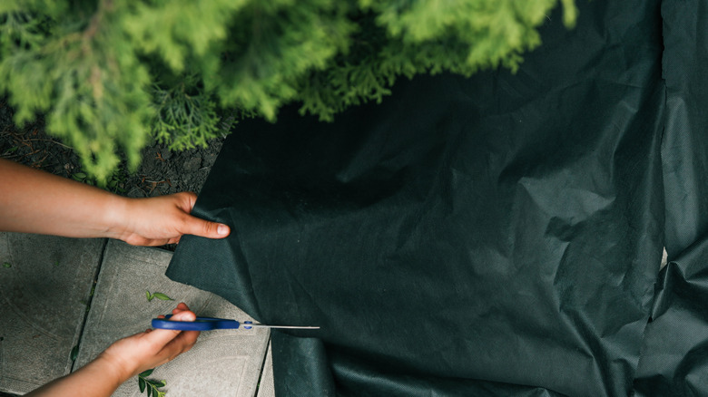 gardener cutting landscaping fabric to fit garden bed