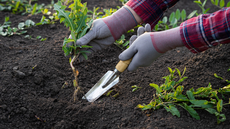 hands removing dandelions including the roots, with trowel