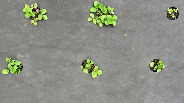 strawberry plants growing through landscape fabric
