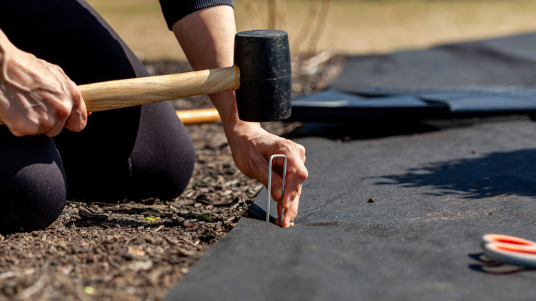 gardener securing black landscaping fabric with pins and mallet