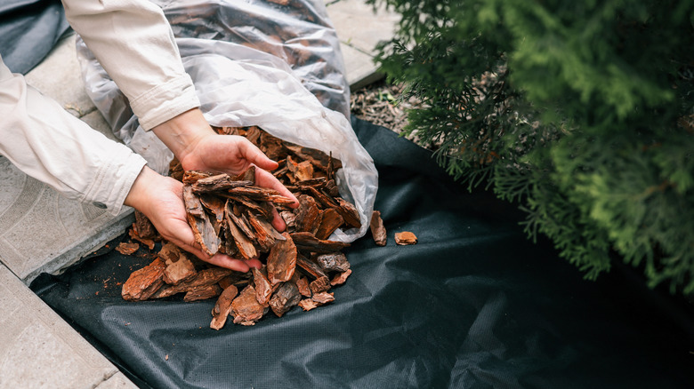 gardener putting mulch on landscape fabric