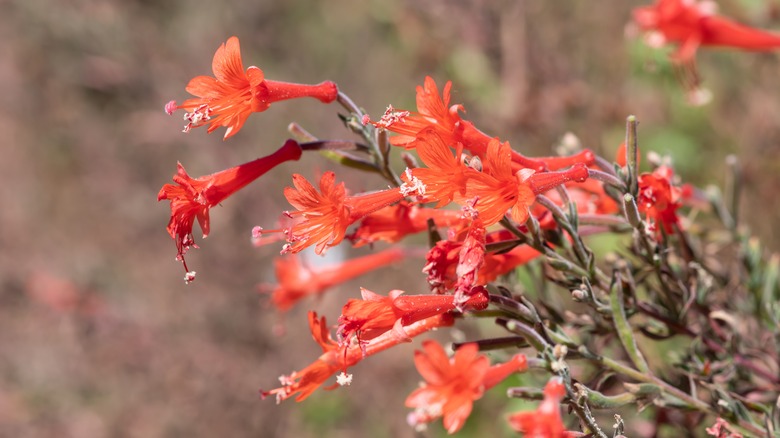 Close up of california fuchsia Epilobium canum
