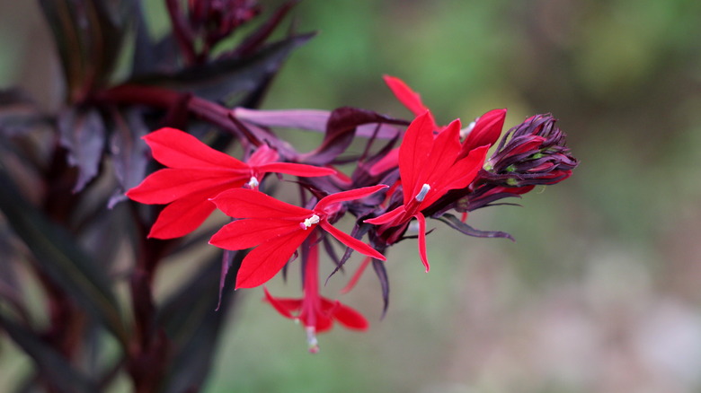 A close up of cardinal flower lobelia cardinalis