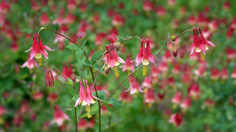 Columbine aquilegia canadensis in flower