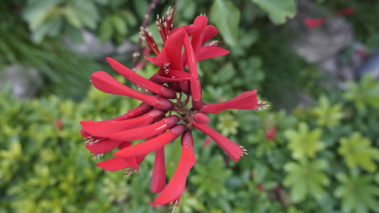 Coral bean Erythrina herbacea with red flowers