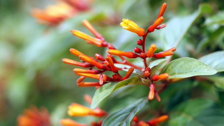 Close up of firebush hamelia patens with orange and red flowers