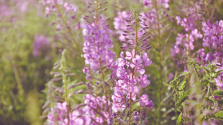 Purple flowering fireweed Chamerion angustifolium