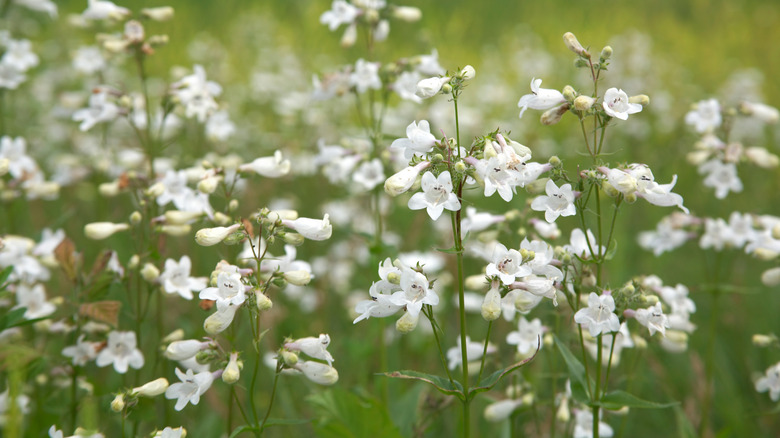 A field of flowering foxglove beardtongue penstemon digitalis
