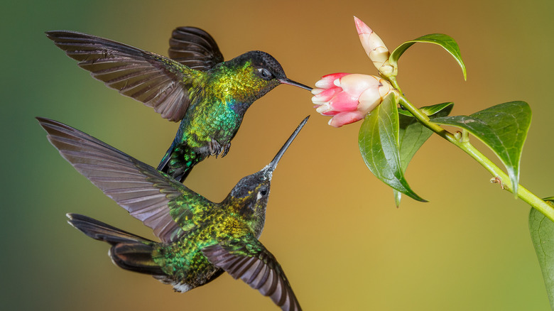 Two hummingbirds feeding off a pink flower