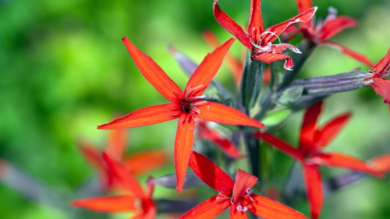 Royal catchfly Silene regia flowers