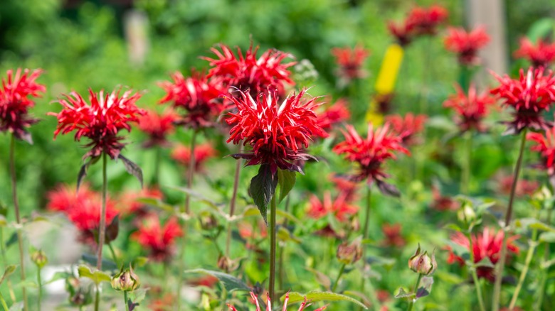 Field of scarlet beebalm monarda didyma