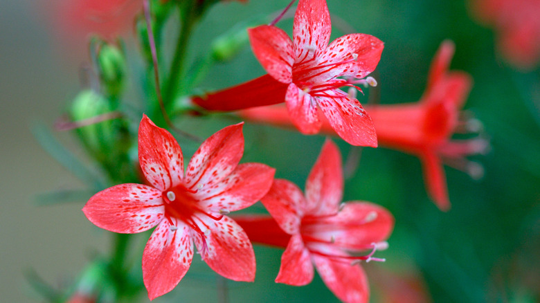 Close up of standing cypress Ipomopsis rubra red flowers