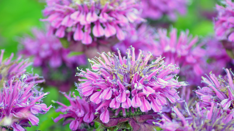 Close up of purple wild bergamot Monarda fistulosa