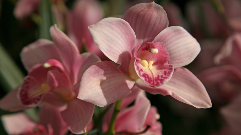 Two light pink boat orchid blooms