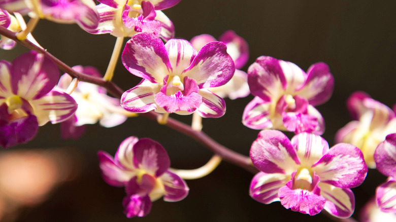 Fuschia and white blooms on a Dendrobium orchid branch