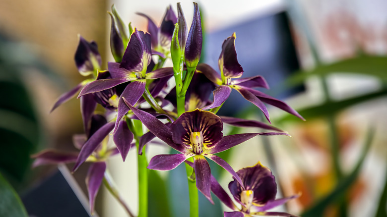 Encyclia 'Black Comet' flowers, with dark purple petals and yellow spotted centers