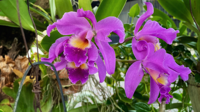 Pink and yellow-colored Cattleya flowers in front of their foliage