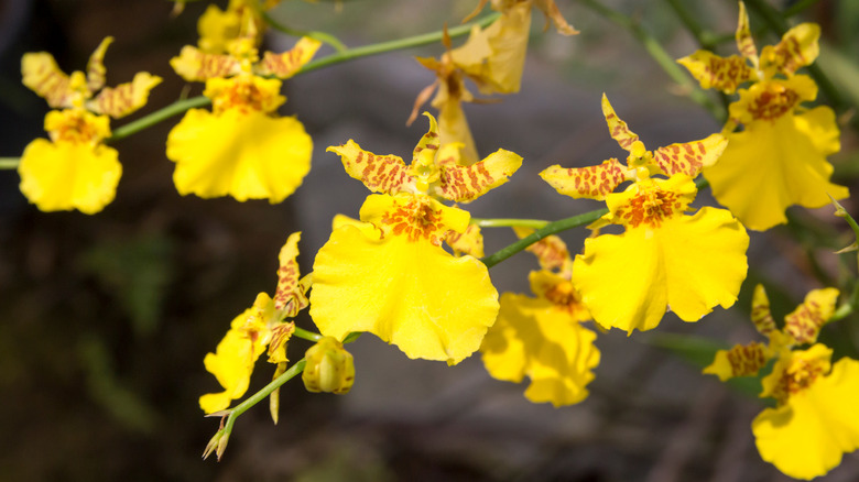 Yellow dancing lady orchid blooms with dark spots