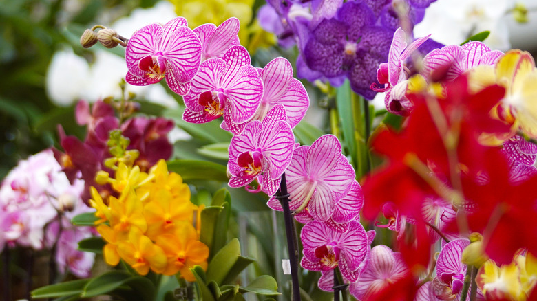 Different types of orchids in multiple colors