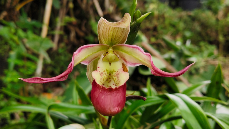 Phragmipedium orchid flower in yellow, burgundy, and green