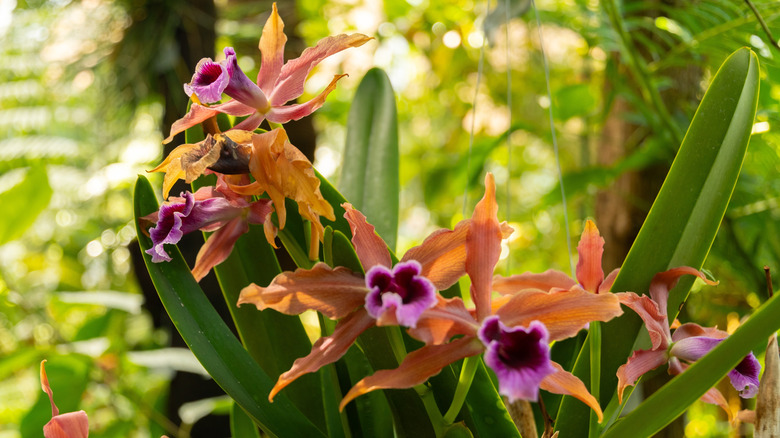 Laelia orchid flowers