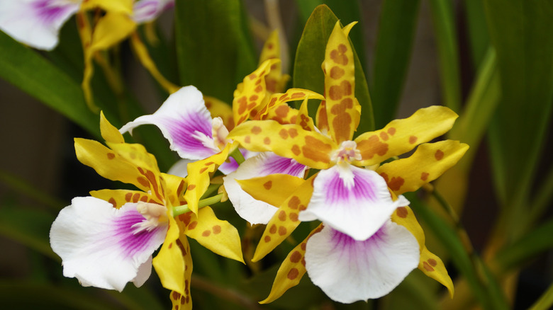 Miltonia blooms that are yellow and brown with white and purple lips
