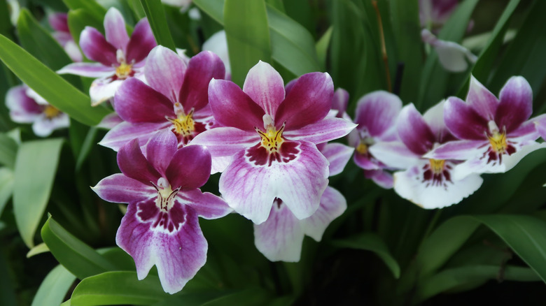 Miltoniopsis orchid blooms with white and pink petals and yellow lips