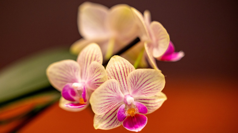 Yellow moth orchid blooms with pinkish purple veins and lips