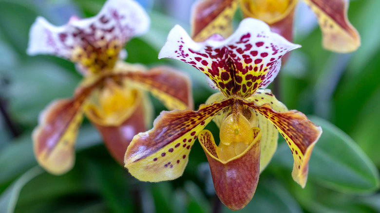 Paphiopedilum orchid blooms in yellow, white, and red