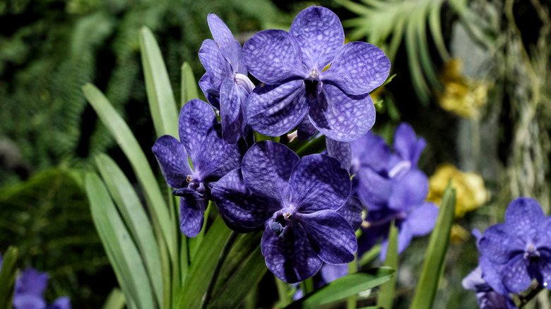 Vanda coerulea orchid with dappled blue-purple flowers