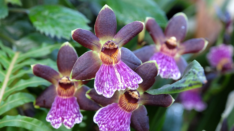 Zygopetalum orchid flowers in green, burgundy, and purple