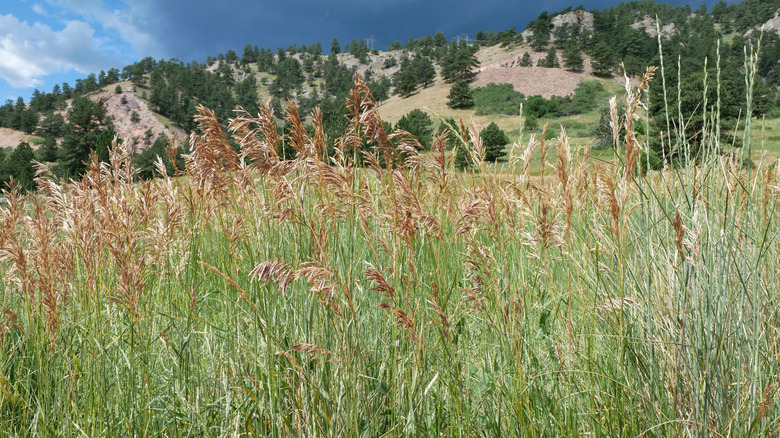 Big bluestem grass with its feathery tufts in front of mountains with dark gray clouds going over them.