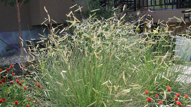 A 'Blonde Ambition' blue grama grass patch in a garden with its 'flowers' in bloom.