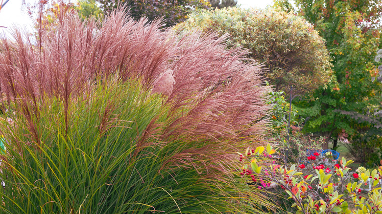 'Gracillimus' maiden grass towering over other florals and berries in a garden