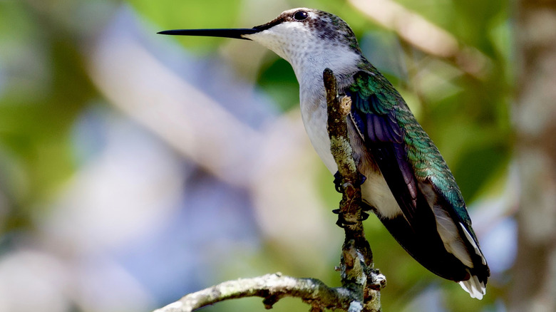 A blue, green, purple, and white hummingbird sitting on a branch in partial sun
