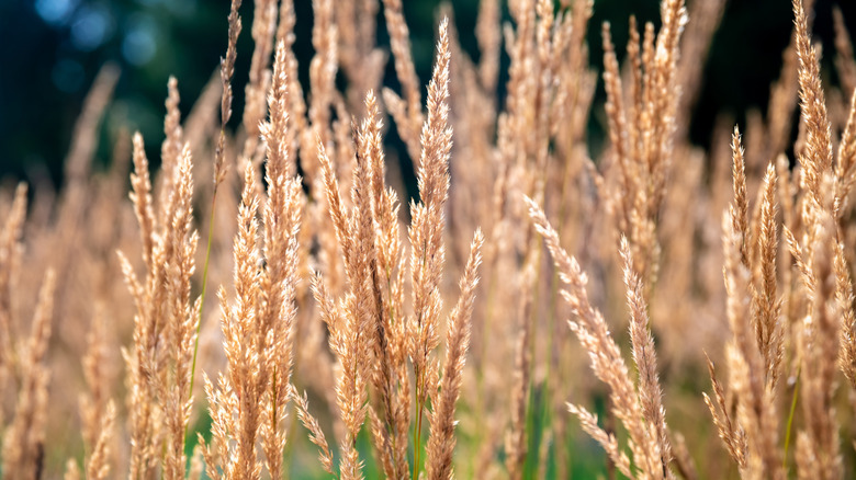 A close up of 'Karl Foerster' feather reed grass with a focus on the tufts at the top of the plant