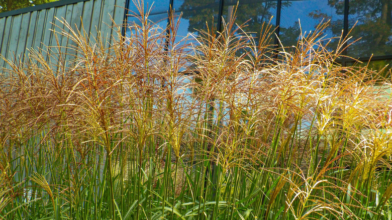 Korean feather reed grass in bloom in front of a structure
