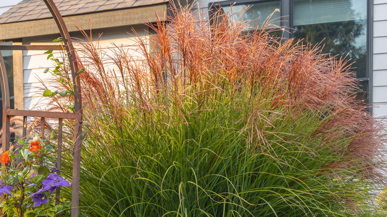 A tall patch of 'Morning Light' maiden grass in front of a home with green grass and bright orange tufts