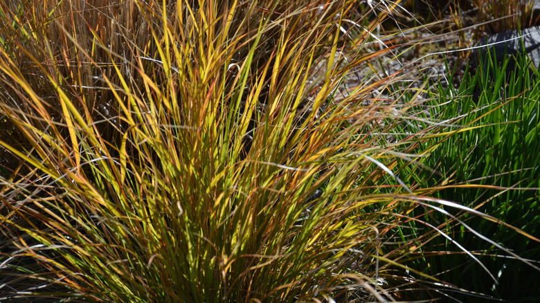 New Zealand wind grass in full sun with green and orange shades