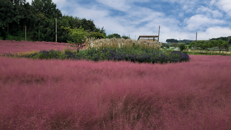 Pink muhly grass covering a field except for an island of other ornamental grasses, flowers, and one small tree