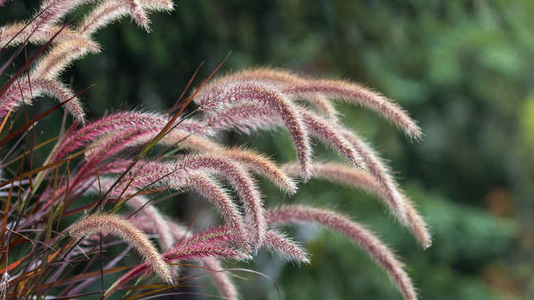 Purple fountain grass up close with a focus on the purpilish-silver tufts with a few dark purple blades in the image