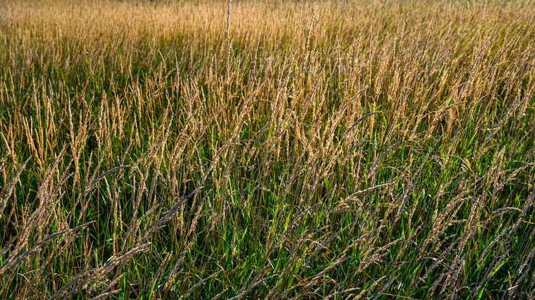 Ribbon grass covering a field in the evening light