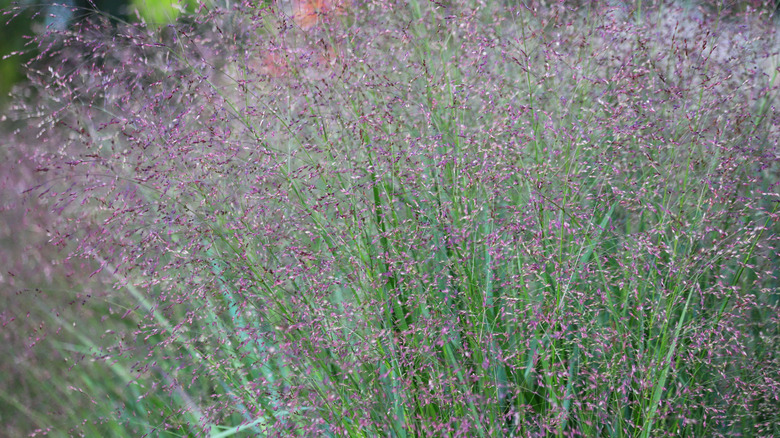 A close up of 'Shenandoah' switchgrass with bright pinkish purple feathery tufts