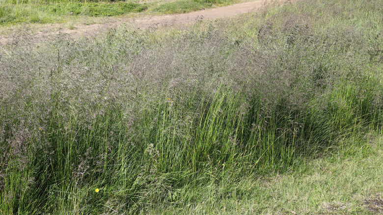 A wild patch of tufted hairgrass along a ditch