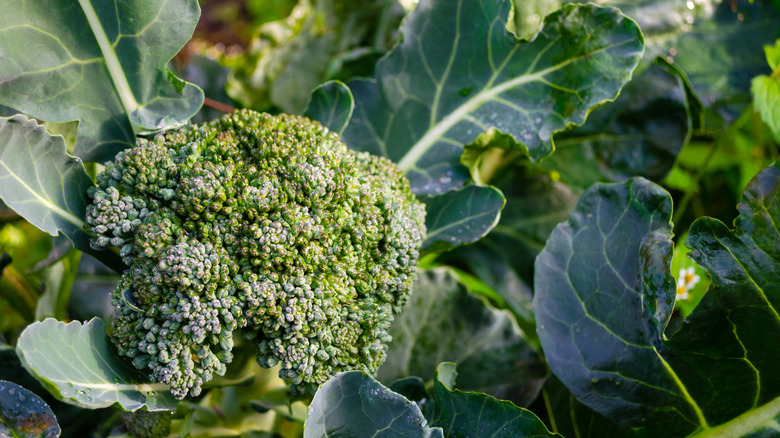 A broccoli plant with a large head growing in a home garden.